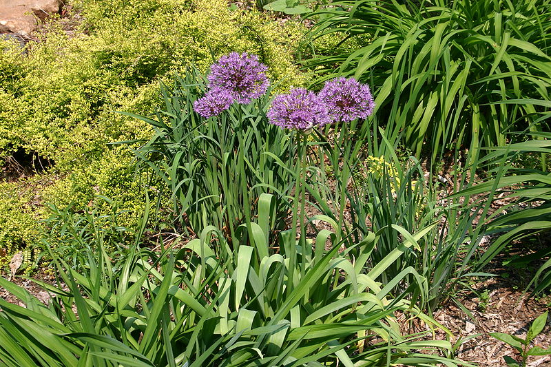 File:Allium aflatunense 001.JPG