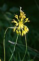 Allium flavum 2.jpg