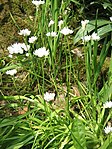 Allium neapolitanum clump.jpg