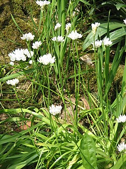 Allium neapolitanum clump.jpg