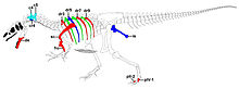 Skeletal restoration of "Big Al II" showing bones with pathologies Allosaurus "Big Al II".jpg