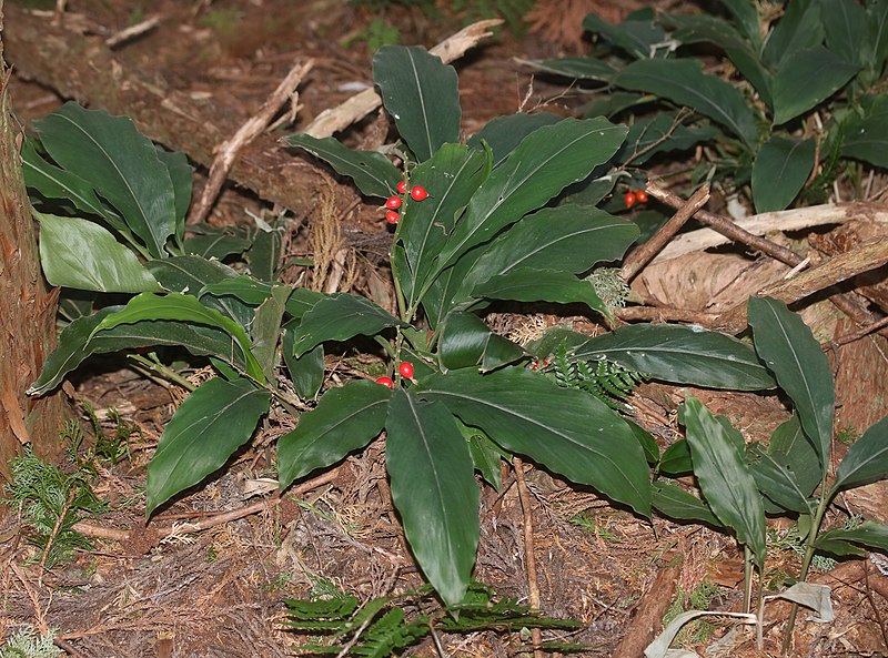 File:Alpinia japonica s8.jpg