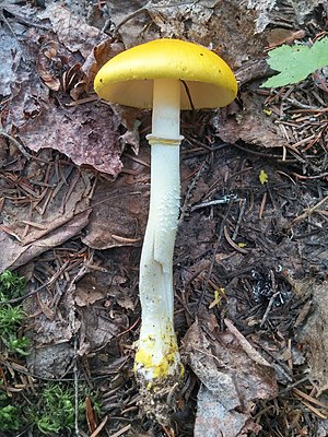 Amanita elongata Peck 635962.jpg