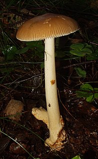 <i>Amanita fulva</i>