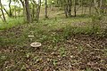 ブナ科森林に生えるコテングタケモドキ Amanita pseudoporphyria