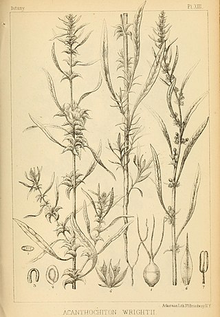 <i>Amaranthus wrightii</i> Species of flowering plant