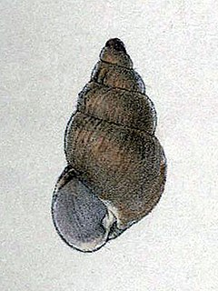 <i>Amastra subsoror</i> Extinct Hawaiian land snail