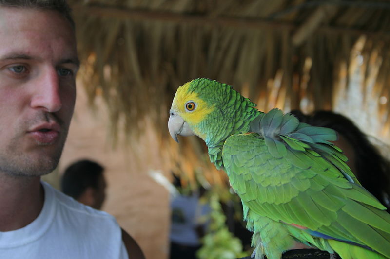 File:Amazona barbadensis -pet parrot-7.jpg