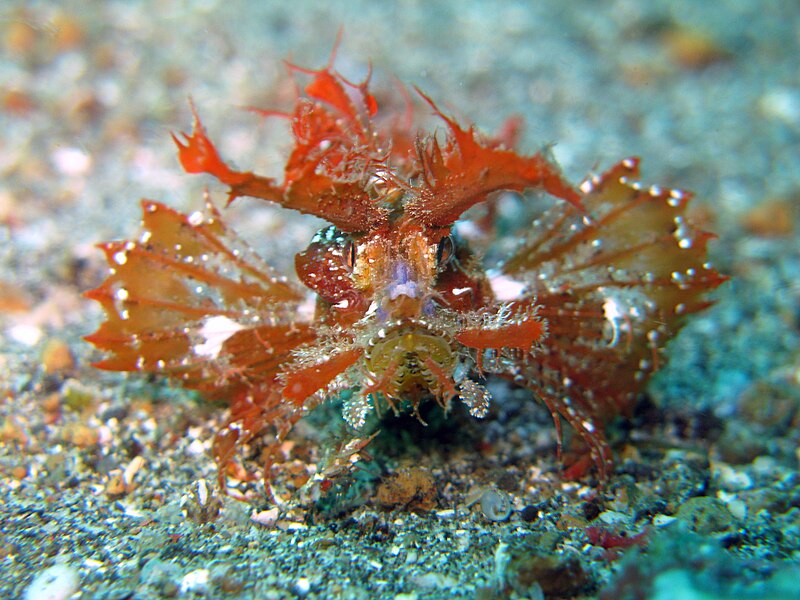 File:Ambon Scorpionfish.jpg