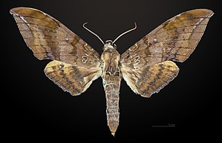 <i>Ambulyx semifervens</i> Species of moth