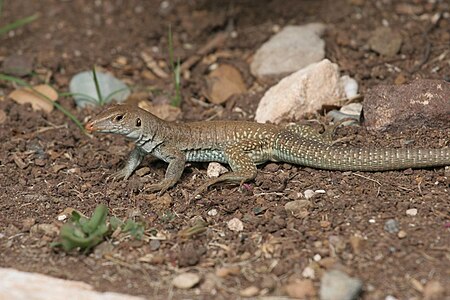 Ameiva plei