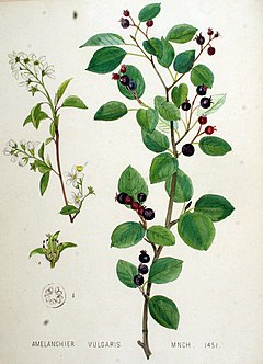 Amelanchier ovalis subsp. ovalis, ilustracija