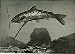 Thumbnail for File:American food and game fishes - a popular account of all the species found in America, north of the equator, with keys for ready identification, life histories and methods of capture (1902) (14780335914).jpg