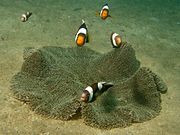 Amphiprion polymnus, atacando.jpg