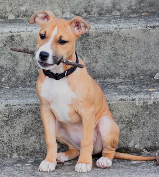 File:Amstaff1.JPG