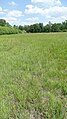 Anacamptis palustris Germany - Geinsheim (Neustadt an der Weinstraße)