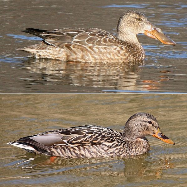 File:Anas clypeata and platyrhynchos female.JPG