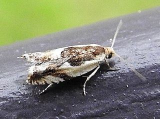 <i>Ancylis discigerana</i> Species of moth