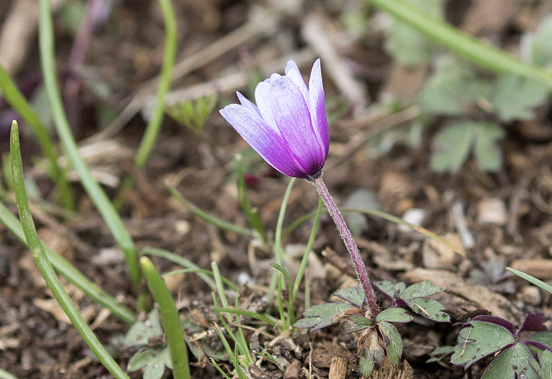 File:Anemone blanda - Dağlâlesi 01.jpg