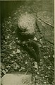 Animal life under water (1920) (18194071562).jpg