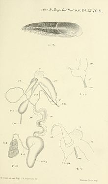Arion flagellus illustration accompanying the species description AnnMagNatHist1893PlateIXArionFlagellus.jpg