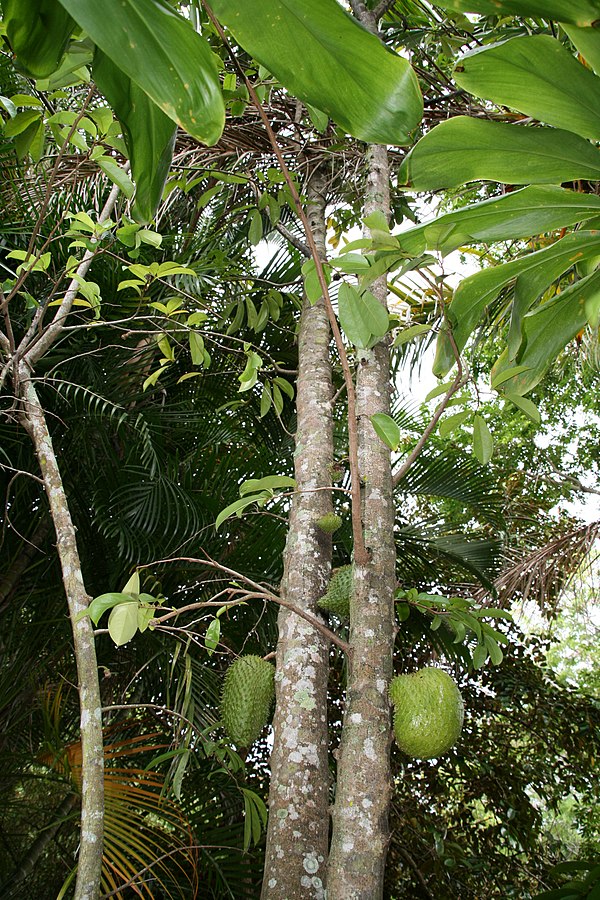 Arboretum de Papuakeikaa