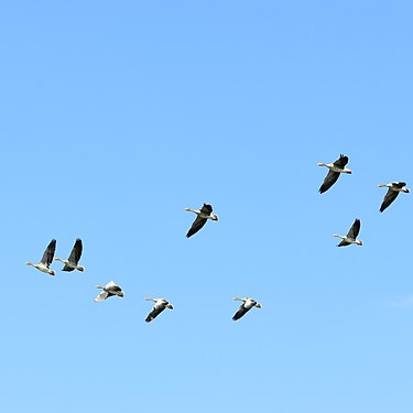 Flying Geese in Lower Bavaria