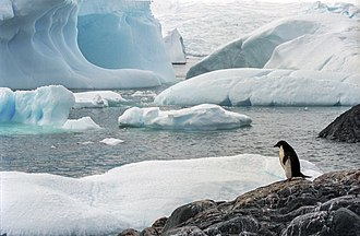 Few creatures make the ice shelves of Antarctica their habitat, but water beneath the ice can provide habitat for multiple species. Antarctic (js) 18.jpg