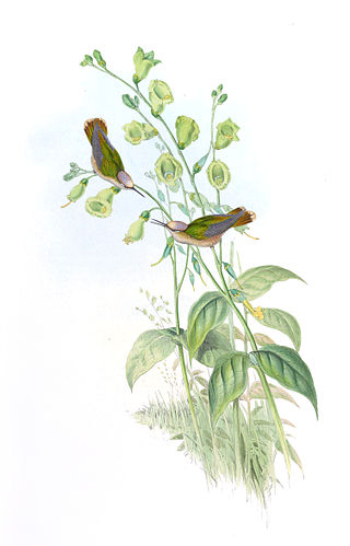 <span class="mw-page-title-main">Santa Marta blossomcrown</span> Species of hummingbird