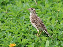 Anthus australis 4462.jpg