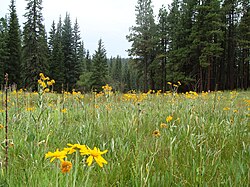 Foresta nazionale di Apache-Sitgreaves