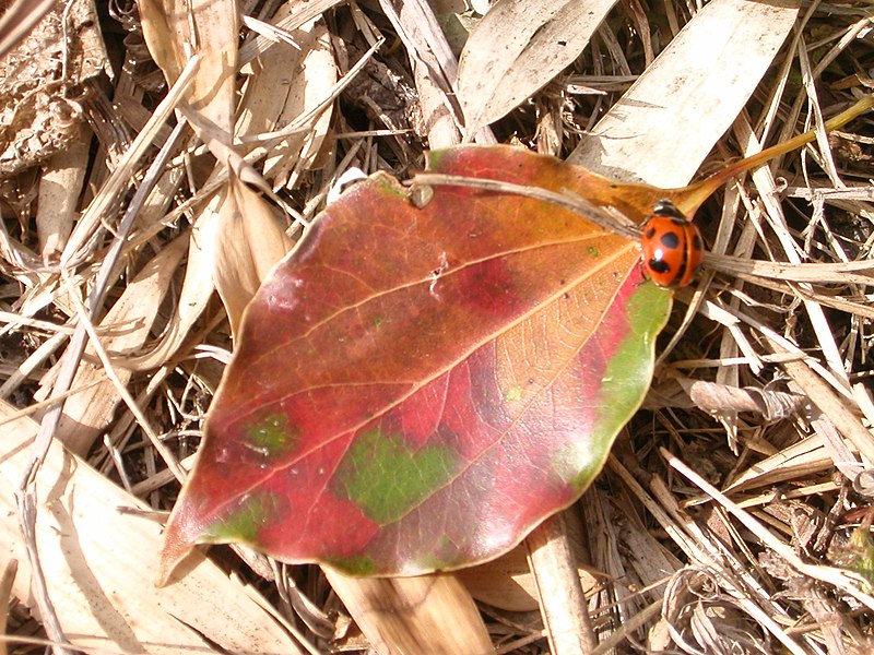 File:Apanese nature leaf and ladybird.jpg