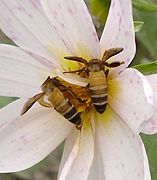 Abeilles à miel géantes : Apis dorsata