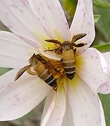 Abeilles à miel géantes : Apis dorsata.