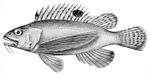 Apistus carinatus.jpg