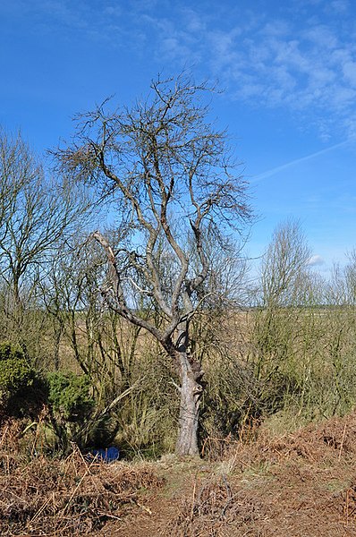 File:Apple tree stands alone - geograph.org.uk - 1758849.jpg