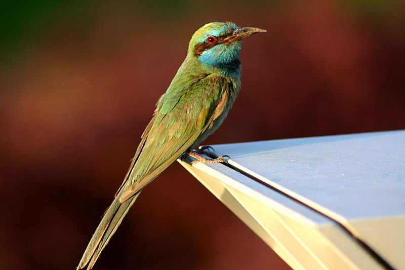 File:Arabian Green Bee-eater, UAE.jpg