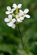 Hentolituruoho (Arabidopsis thaliana)