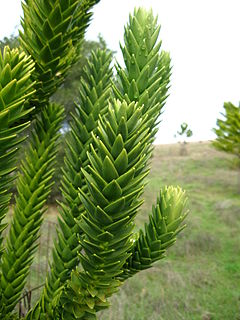 <i>Araucaria rulei</i> Species of conifer
