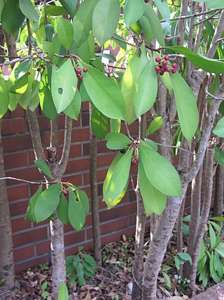 <i>Ardisia squamulosa</i> Species of flowering plant