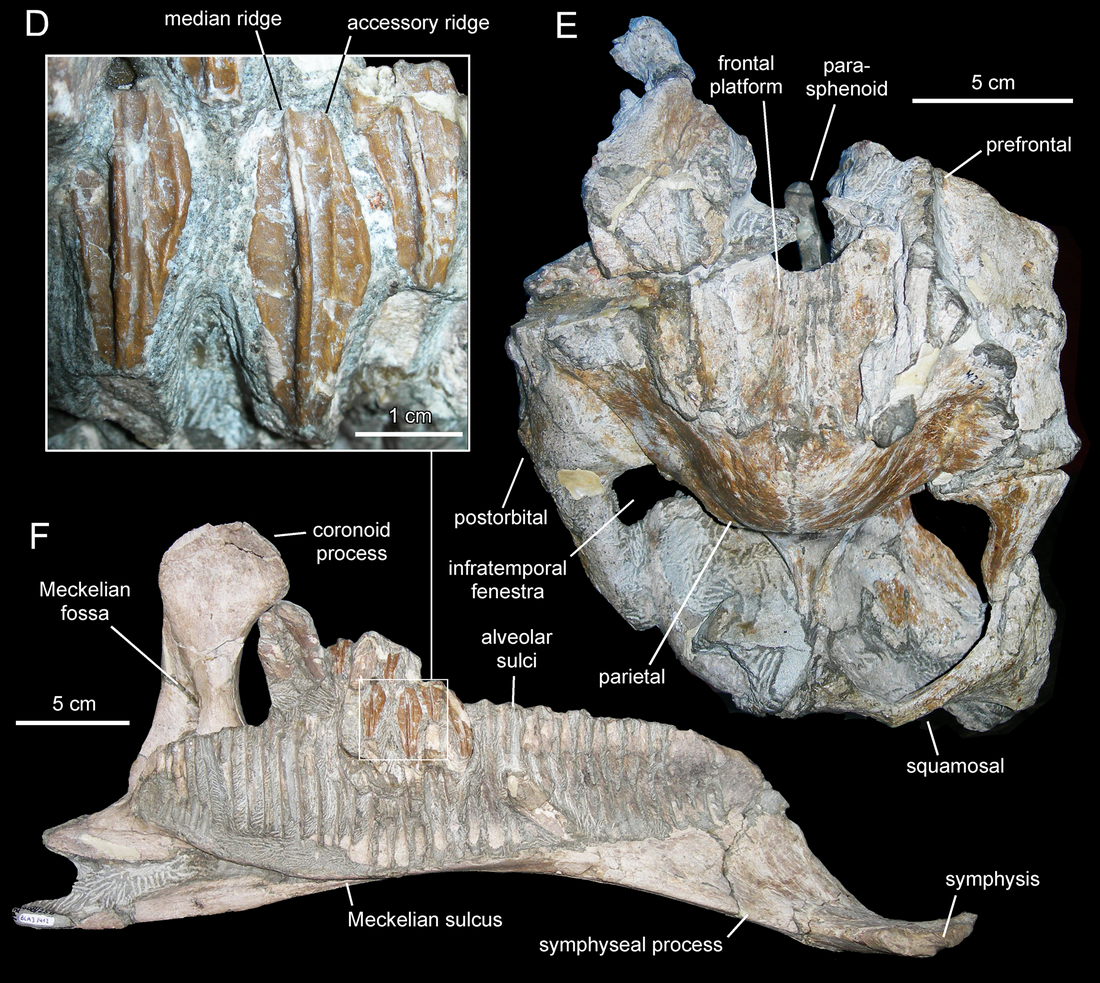 Arenysaurus