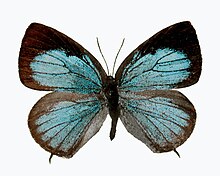 Arhopala tomokoae ♂ отгоре.jpg