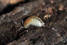 Armadillidium lagrecai crop.tif