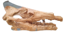 Artiocetus skull.png