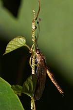 Ascalaphus sinister, male