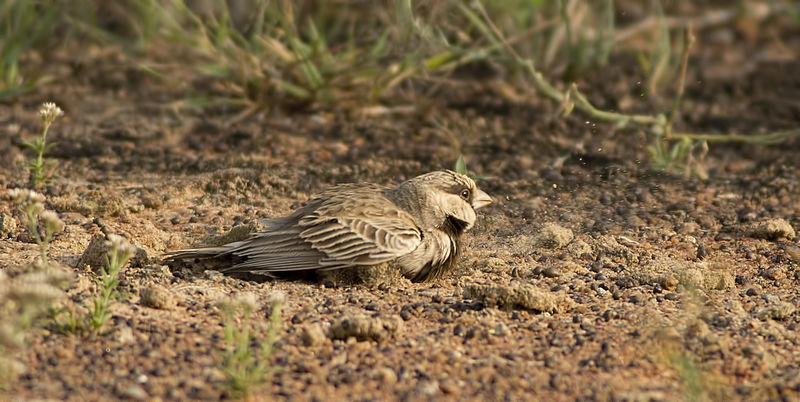 File:Ashy crowned sparrow lark dust bathing side view.jpg