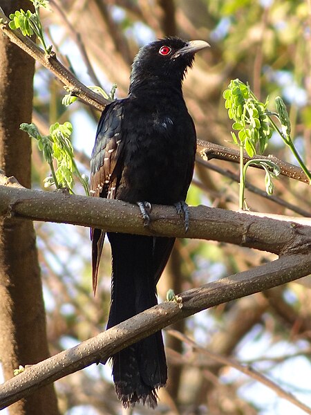 Tập_tin:Asian_Koel_(Male).JPG