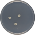 Aspergillus insolitus growing on CYA plate