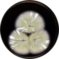 Aspergillus waksmanii growing on MEAOX plate