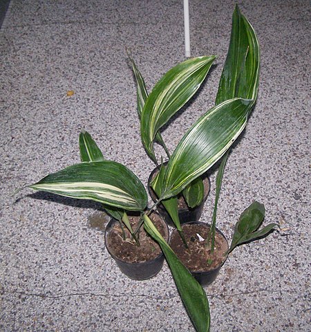 Aspidistra